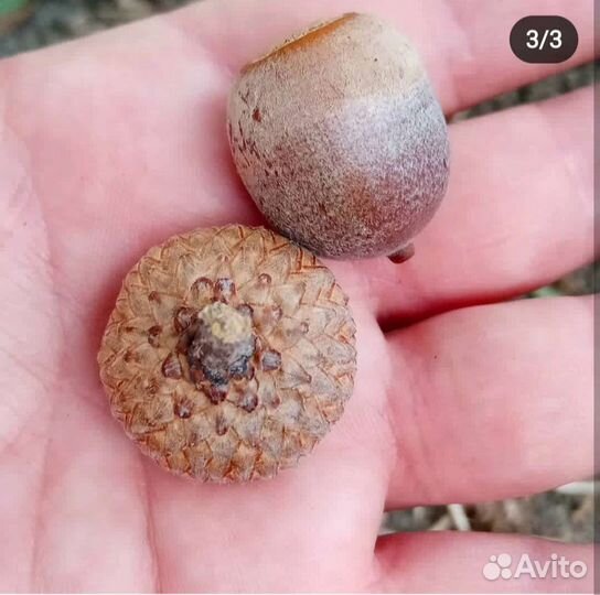 Желуди красного дуба