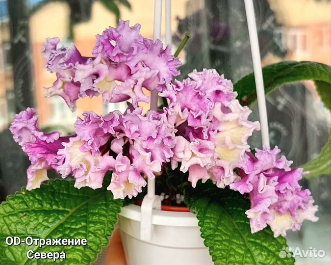 Стрептокарпусы