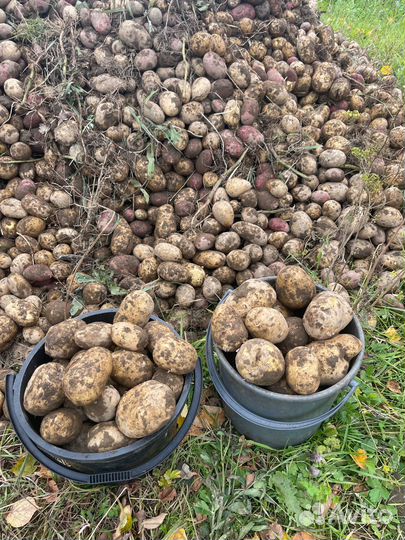 Картофель свежий урожай