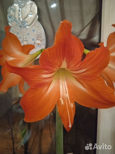 Гиппиаструм