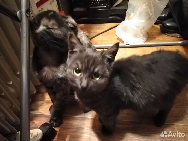Домашняя кошка