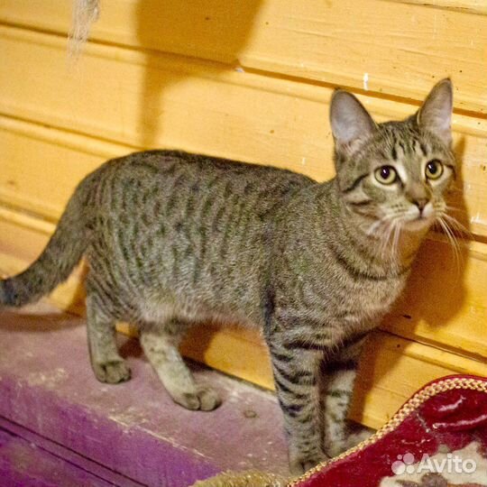 Капитошка, 8 месяцев