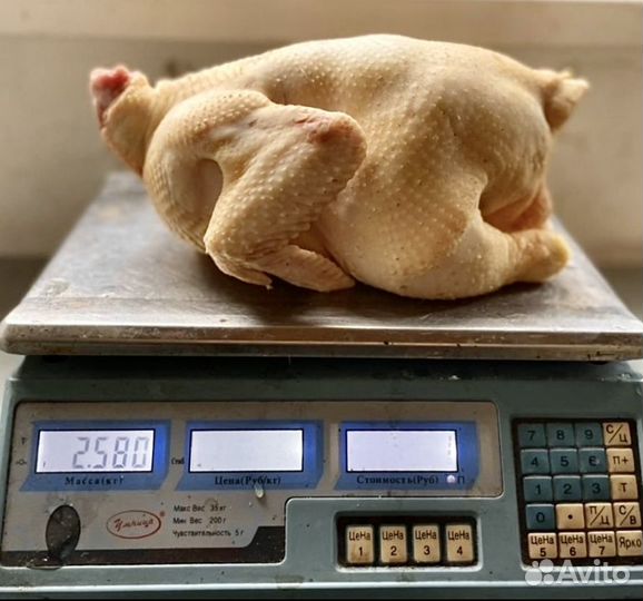 Мясо домашней курицы Оптом