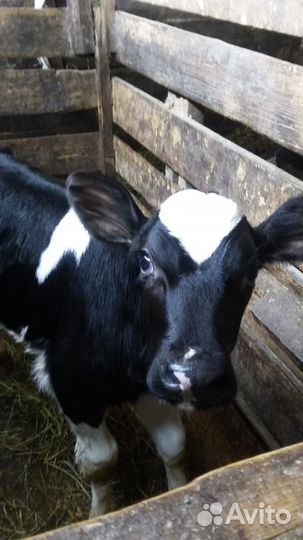 Продам телочку