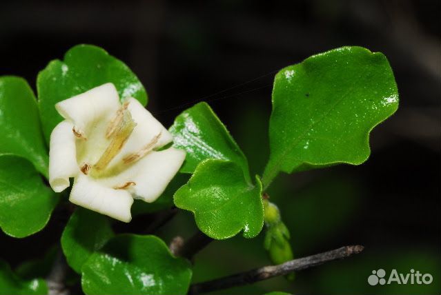 Редкие экзотические комнатные растения