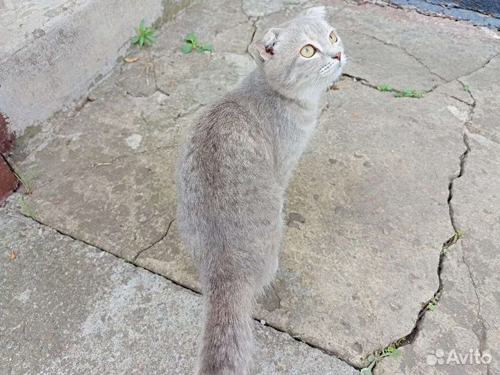 Шотландский вислоухий котёнок