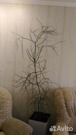 Молочай Тирукалли