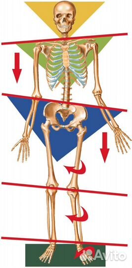 Массаж мануальный Костоправ