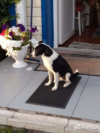 Собака в добрые руки