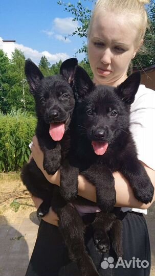 Щенки немецкой овчарки черного окраса