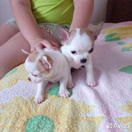 Чихуахуа девочка