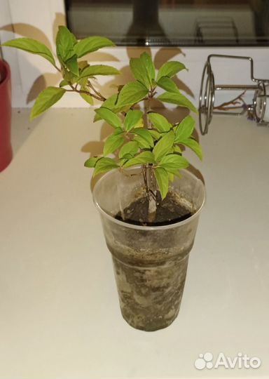 Гортензия метельчатая Green Spire