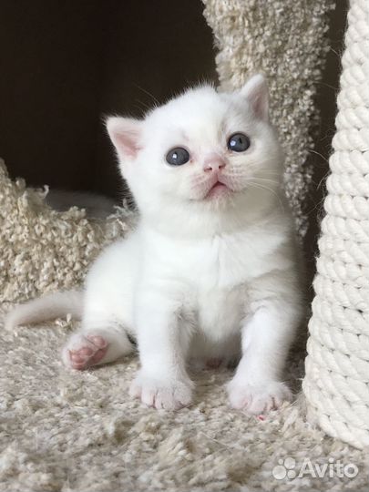 Британские котята от супер кота