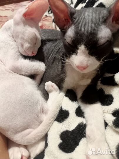 Донской сфинкс котята