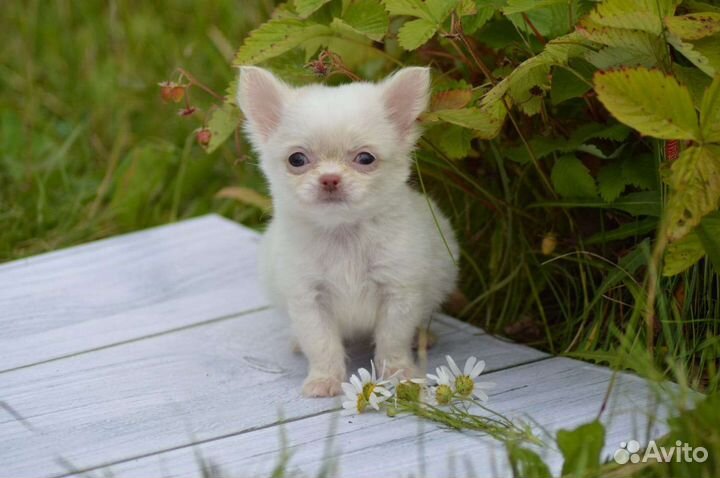 Микро и мини близняшки