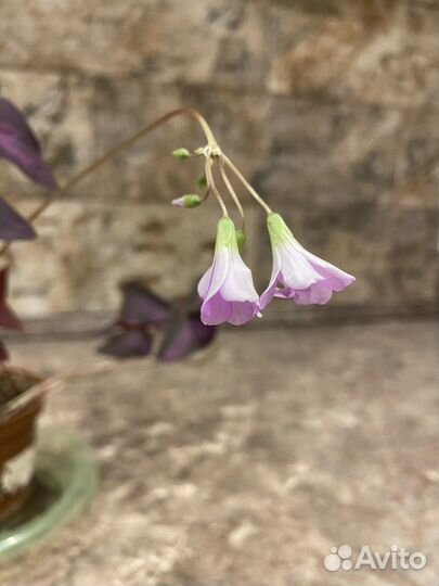 Кислица оксалис «День и ночь»