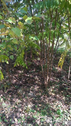 Кустарник Сумах Оленерогий (rhus typhina)