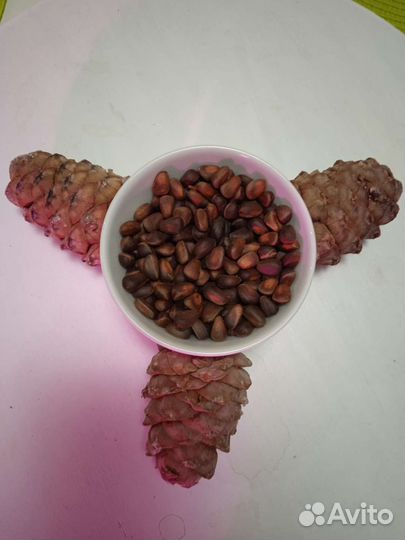 Кедровые шишки с орехами