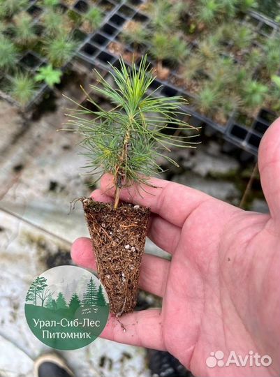 Зкс Сосна сеянцы Ели Лиственницы окс Голуб Горная