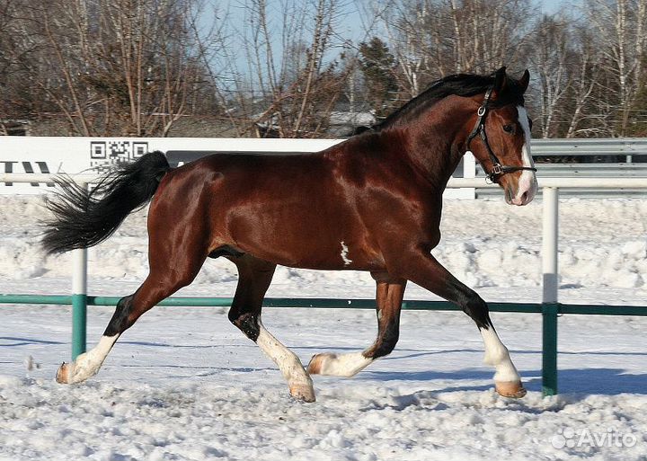 Орловский жеребец Индекс