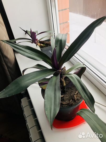 Комнатные цветы традесканция