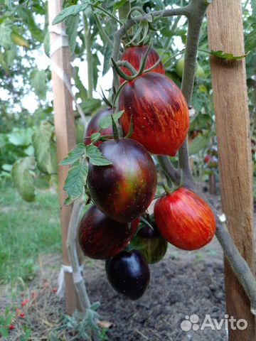 Семена томатов с антоцианом (часть1)