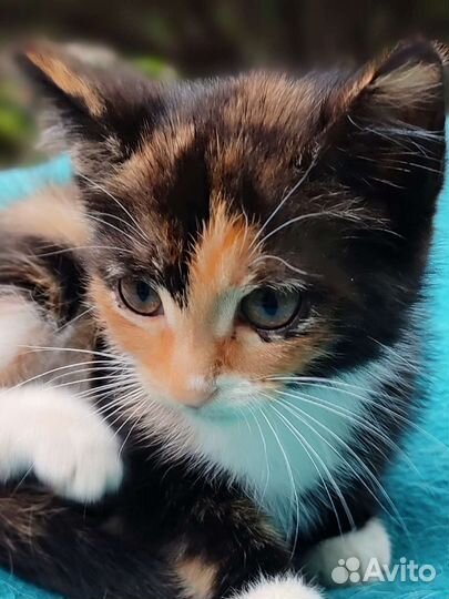 Кира 2 мес в дар