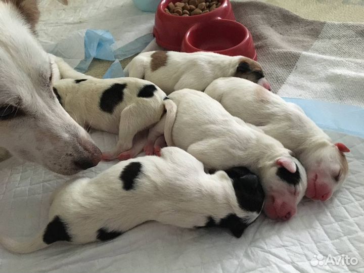 Выгул и передержка домашних животных