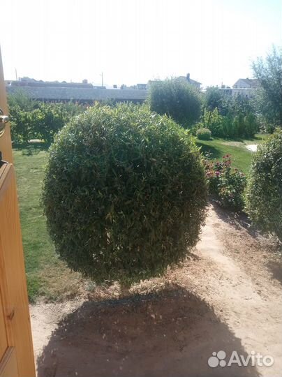 Глициния китайская, Ива шаровидная, Лаванда