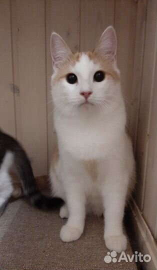 Котик из приюта