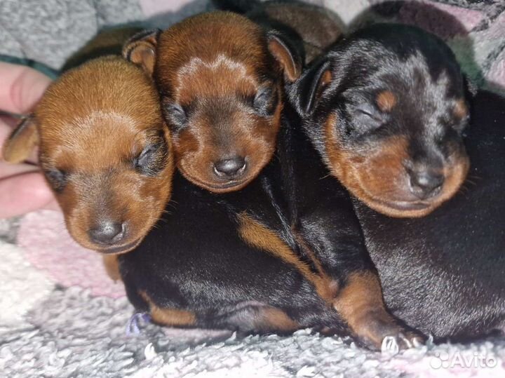 Цвергпинчеры