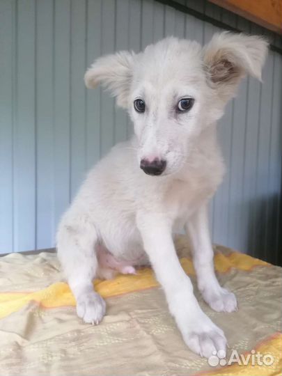 Щенки на охрану