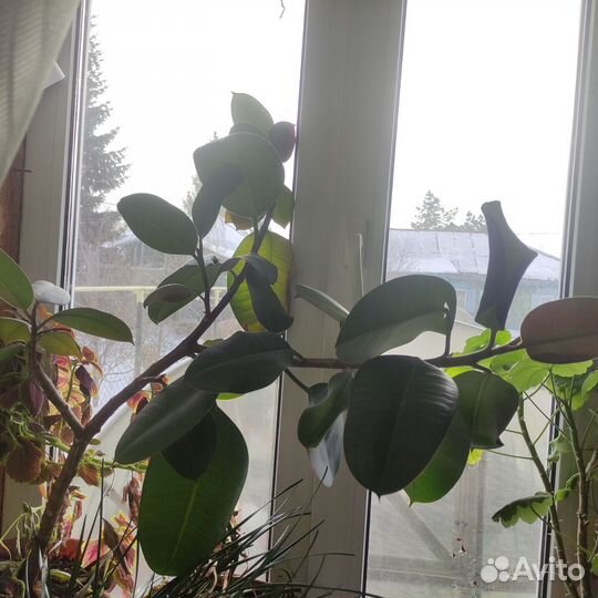 Комнатные растения