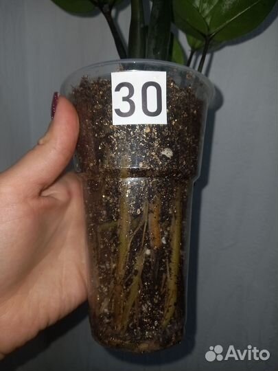 Замиокулькас