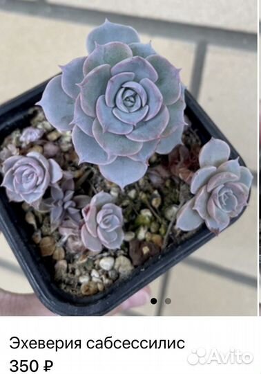 Суккуленты