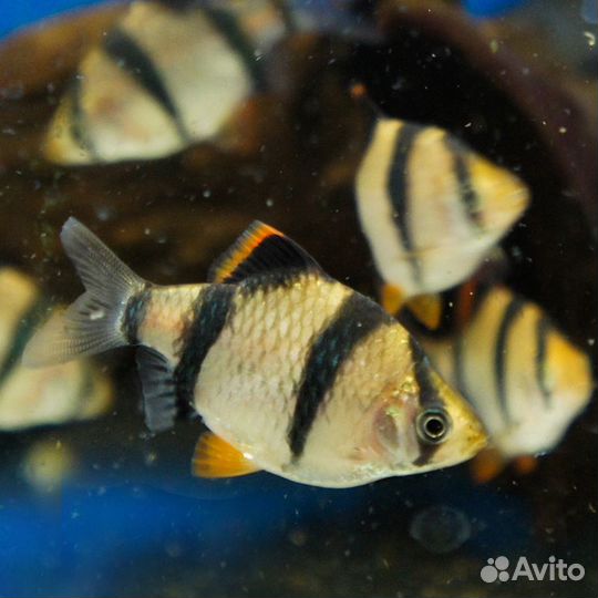 Аквариумные рыбки и растения