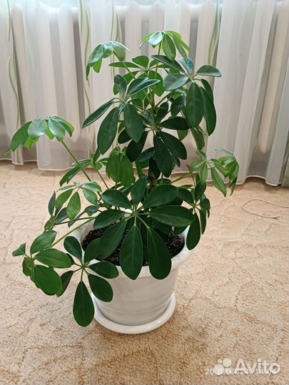 Шеффлера древовидная