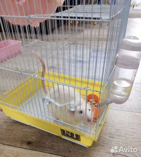 Клетка для крыс
