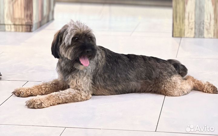 Миниатюрная терьерочка в добрые руки