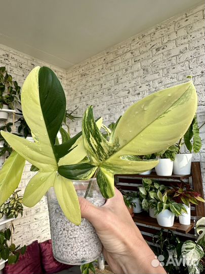 Филодендрон маска вариегатная