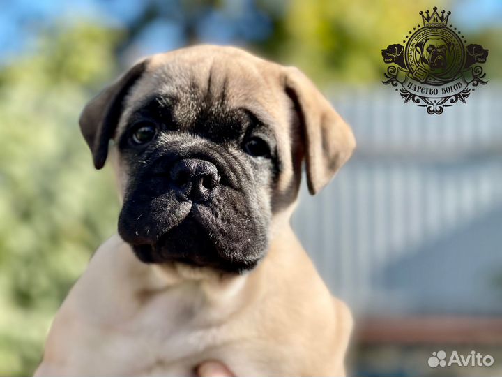 Щенок бульмастиф (девочка)