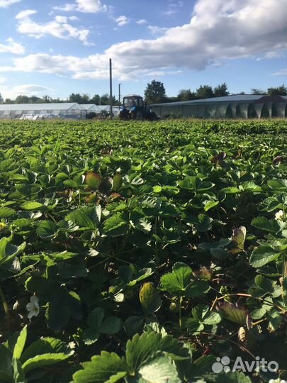 Рассада клубники опт/розница