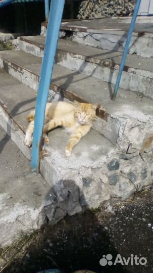 Рыженький кот ищет теплый дом