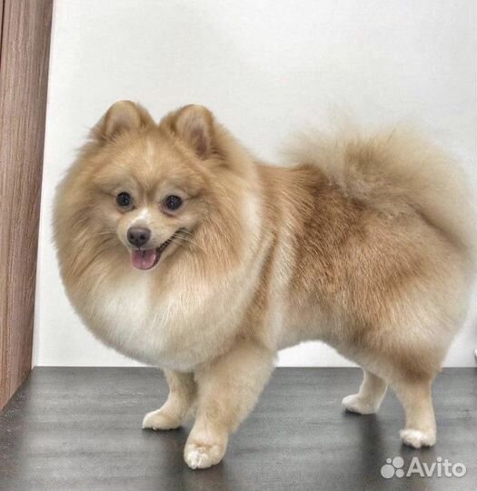 Вязка. Шпиц - лисёнок кабель