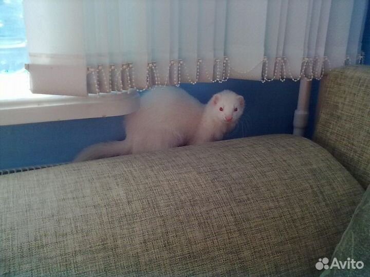 Хорек белый