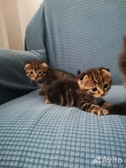 Пушистые бусанчики в добрые руки