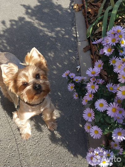 Домашняя передержка животных