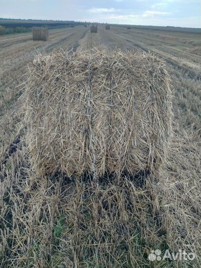 Сено сено эспарцет