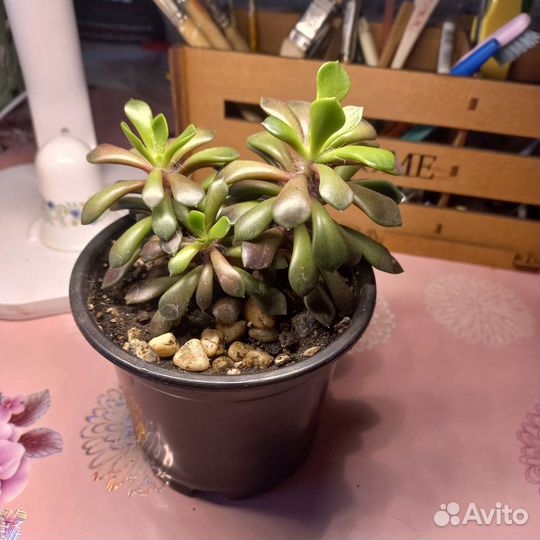 Суккуленты