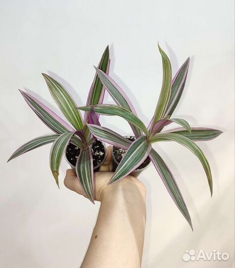 Декоративно-лиственные растения